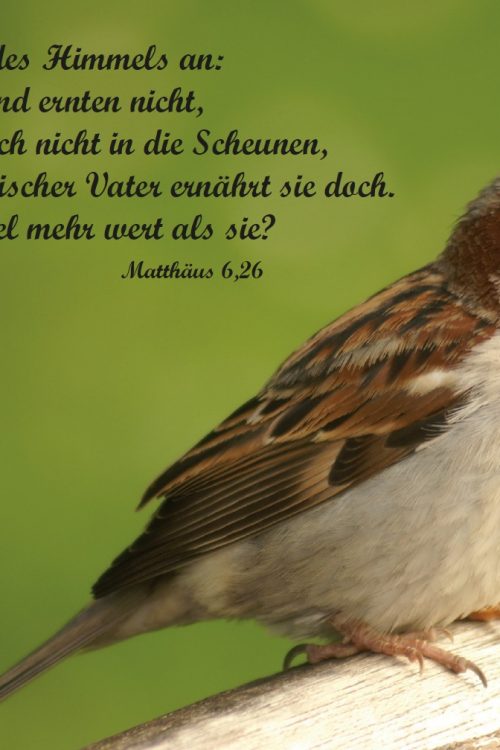 Postkarte Matthäus 6,26